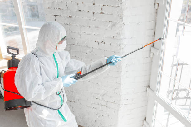 Professional Mold Removal in Wolfdale, PA